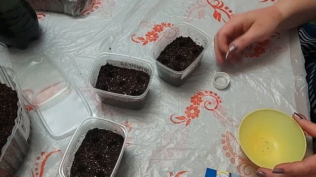 Примулы из семян. Почему надо сеять рано? смотреть онлайн