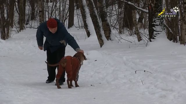 Апортировка -- возвращение на базу, корыто, коврик, выжла, риджбек смотреть онлайн