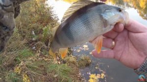 Микро вжик с Alpha ALSR662XULS рост 1.98 тест 0.8 - 4 гр