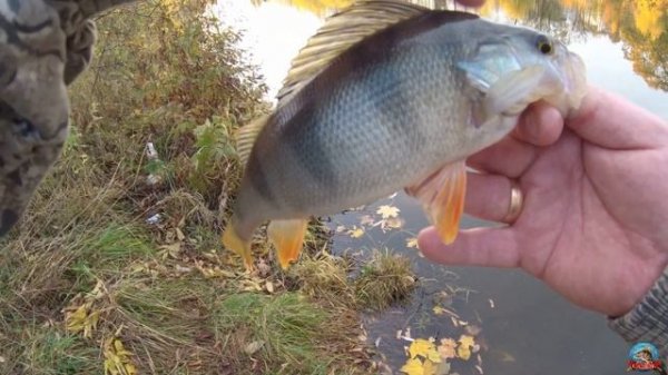 Микро вжик с Alpha ALSR662XULS рост 1.98 тест 0.8 - 4 гр