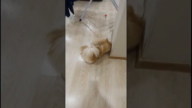 Шпиц играет в прятки с котом смотреть онлайн