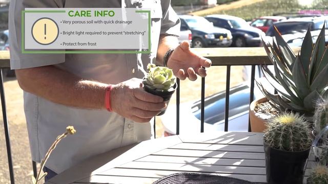 A Happy-Glow-Lucky Rosette: Echeveria 'Lola' смотреть онлайн