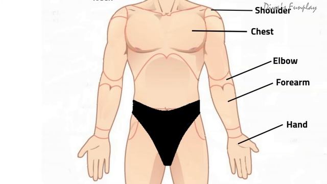 Parts of the body in English | External parts of a human body | Human anatomy | External body parts смотреть онлайн