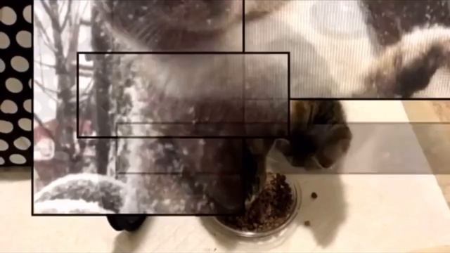 Отчаянная мать кошка в мороз принесла котят к людям, и только через год вернулась сама смотреть онлайн