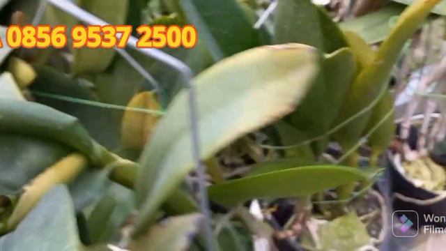 PROMO ANGGREK CATTLEYA IMPORT TAIWAN - PLANT KONDISI DEWASA RIMBUN AMPLOP DAN MEKAR WARNA WARNI‼️‼️ смотреть онлайн