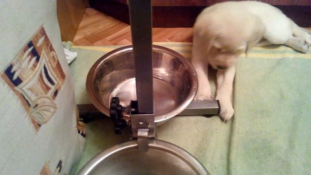 Видео 2015. Щенок лабрадора слушает рок !!!