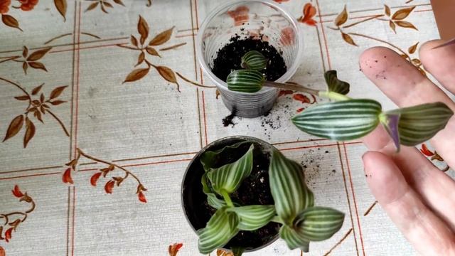 Традесканция. Незаменимая в цветочных композициях. Водная зимовка. смотреть онлайн