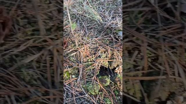 Грибные приключения