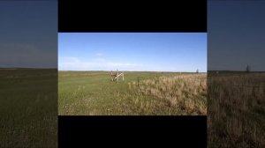 Забор из колючей проволоки. Как делать. Мой опыт.