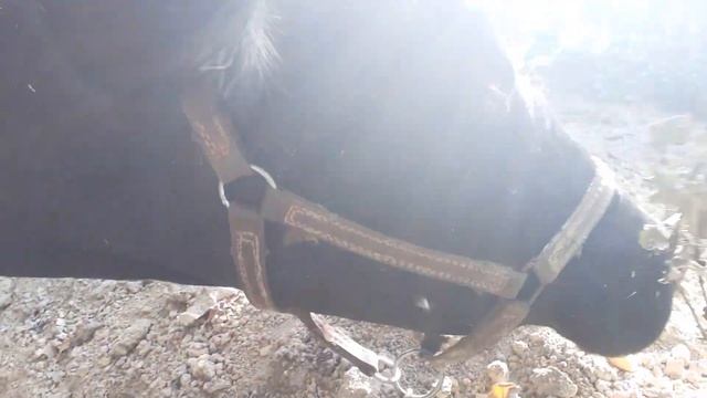 Сара наводит порядки во дворе. смотреть онлайн