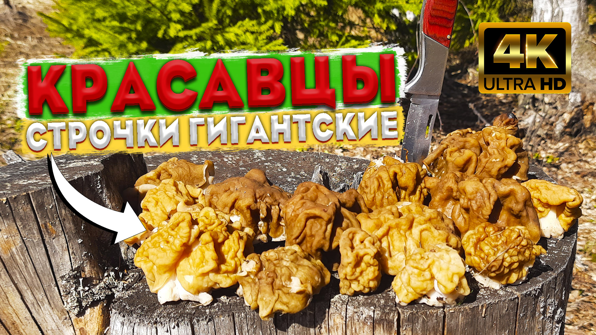 ? Строчок гигантский - Gyromitra gigas ? Секреты поиска весенних грибов ? смотреть онлайн