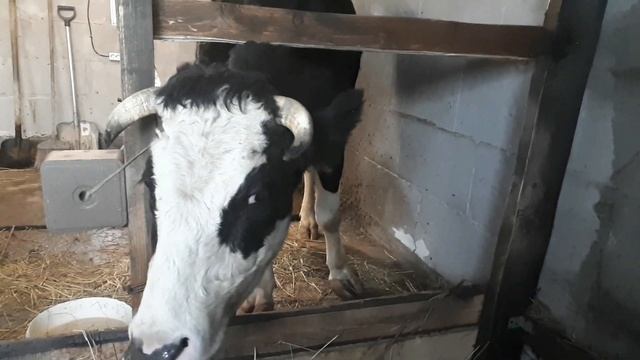 #ПРЕМИКС ДЛЯ ПОВЫШЕНИЯ УДОЯ У КОРОВЫ# ФЕЛУЦЕН В ВЕДРЕ# ПЕРВАЯ ОХОТА У КОРОВЫ ПОСЛЕ ОТЁЛА# смотреть онлайн