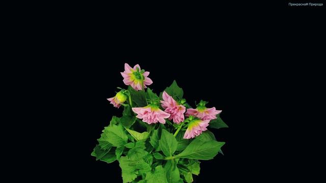 Эту песню можно слушать вечно🌺Божественная музыка трогает за душу🌺Красивая весенняя мелодия #12 смотреть онлайн