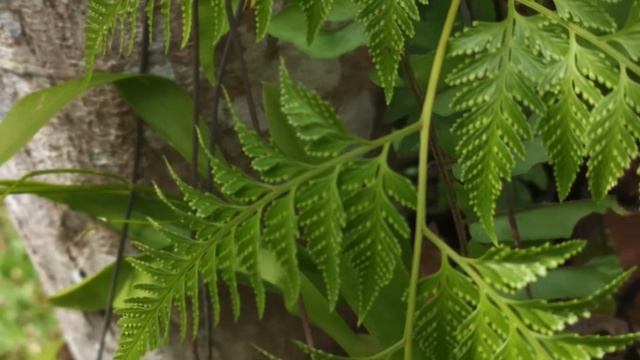 GodPlanted.com | Rabbit's Foot Fern (Davallia denticulata) | Still Photos смотреть онлайн