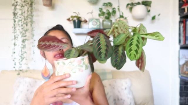 MARANTA LEUCONEURA VAR. FASCINATOR TRICOLOUR PLANT DIARY + Care Tips | Myra Murison