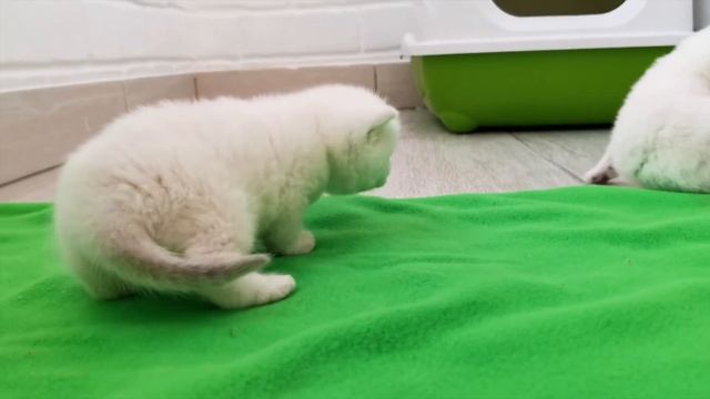 27 Дней После Рождения I Смешные Британские котята впервые вышли погулять смотреть онлайн