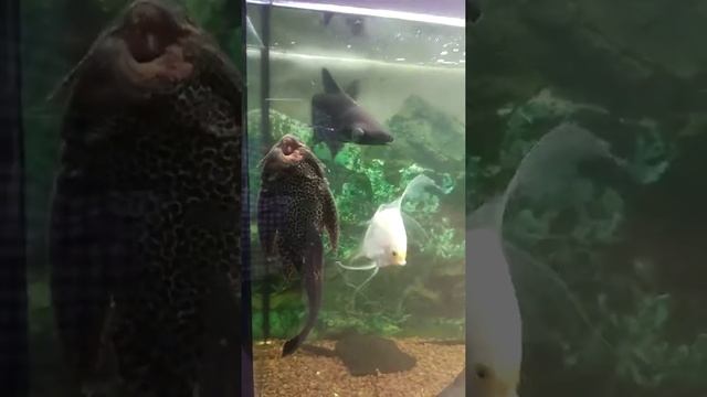 Астрахань дом офицеров смотреть онлайн