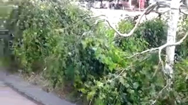 Береза ветвями вниз. смотреть онлайн