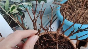 АЗАЛИИ СБРОСИЛИ ЛИСТЬЯ, ОСЫПАЛИСЬ.  ВЫБРОСИТЬ или ЕСТЬ ШАНС на СПАСЕНИЕ...  ЯНВАРЬ 2022