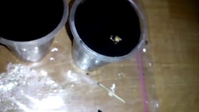Как вырастить лимон из косточки смотреть онлайн
