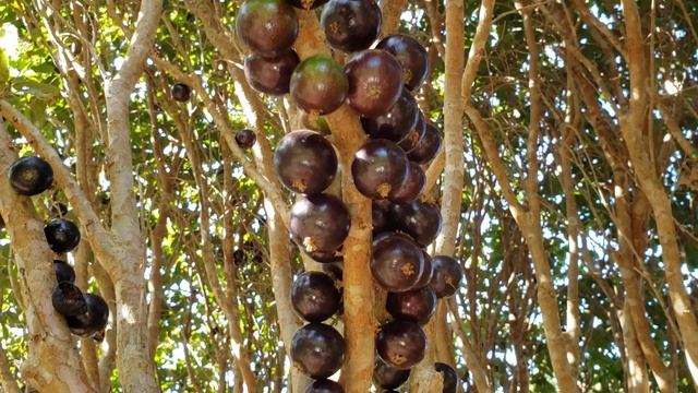Jabuticaba Otto Andersen seleção - Frutos grandes e suculentos. COLECIONE! смотреть онлайн