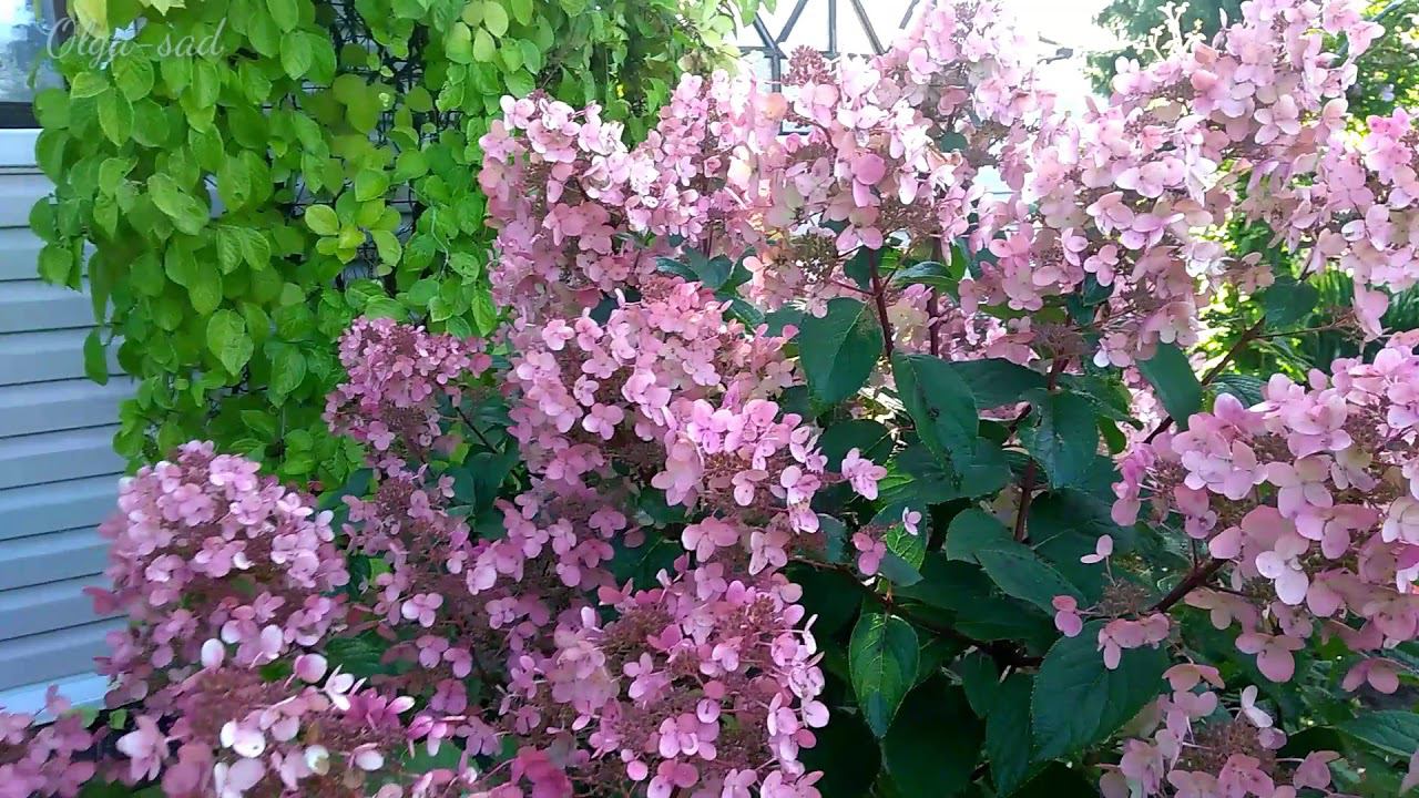 Последний обзор моего сада.Середина сентября. смотреть онлайн