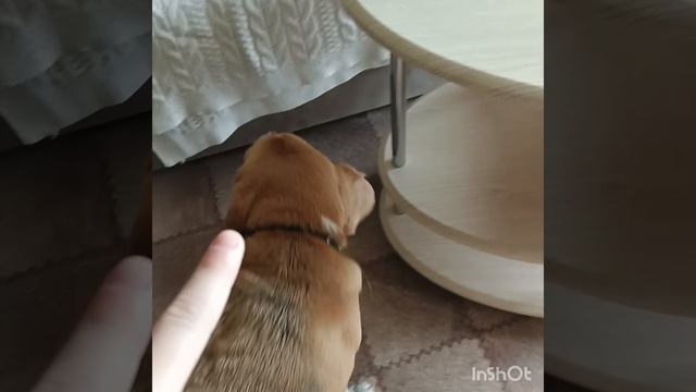 Рапси? и Микс?