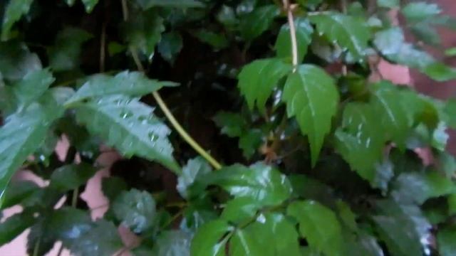 Nikon Coolpix L820 Test Video Full HD смотреть онлайн