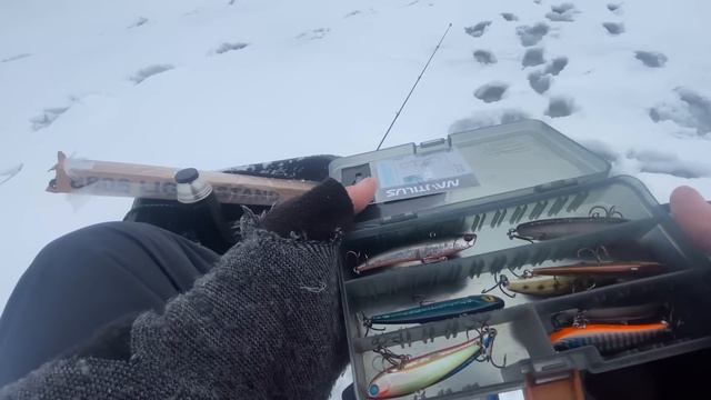 СУДАК на ВИБЫ в ГЛУХОЗИМЬЕ #судак #вибы #frapp