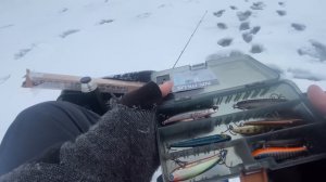 СУДАК на ВИБЫ в ГЛУХОЗИМЬЕ #судак #вибы #frapp