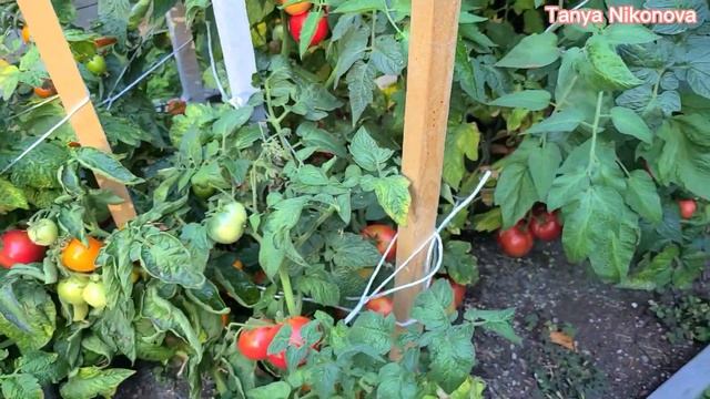 ТОМАТ ДЕМИДОВ. ОБЗОР КУСТА И ПОМИДОР ?. ШТАМБОВЫЕ ТОМАТЫ. смотреть онлайн