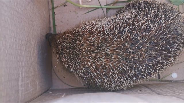 Лиса Василиса нашла ежика смотреть онлайн