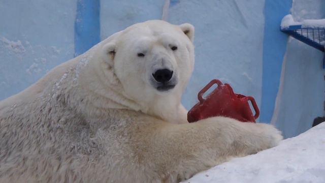 zoo nsk Каю так понравилась новая игрушка, что он даже спит с ней 12 01 2021 смотреть онлайн