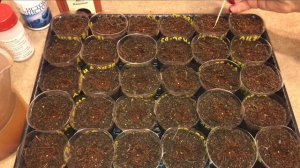 Самый лучший способ посева гранулированных семян. 02.02.2020 Посев лобелии