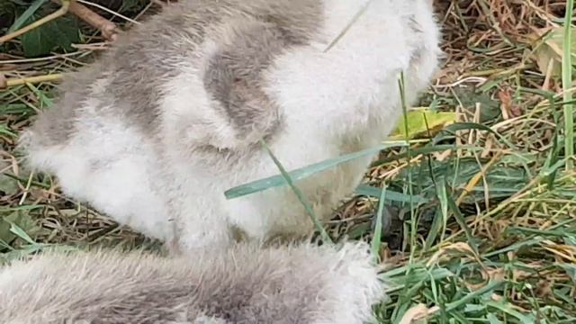Роскошные холмогорские гусята на вольном выпасе! смотреть онлайн
