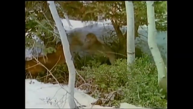 Версус. На что способна Рысь против Пумы, Оленя, Собаки! смотреть онлайн