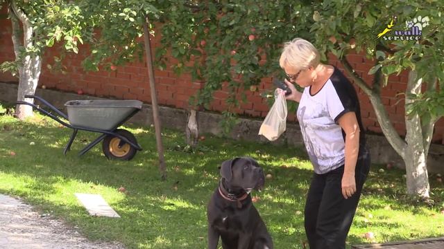 Непослушный щенок кане корсо, дрессировка ЭШО, последний аргумент