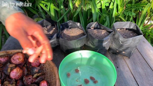Mangosteen Germination From Seeds-How To Grow Mangosteen In Bag