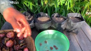 Mangosteen Germination from Seeds-How to Grow Mangosteen in Bag