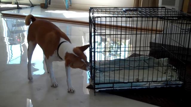 Oscar the Basenji opening a crate to get a treat. смотреть онлайн
