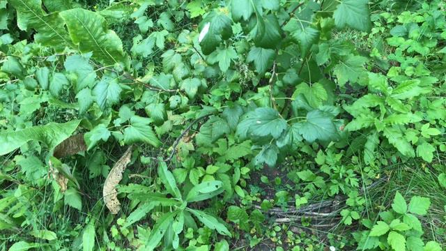 Делаю подкормку для для огурцов из крахмала, дрожжей и золы смотреть онлайн