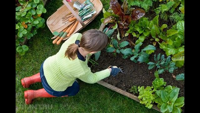 Благоприятные дни для пересадки цветов в мае 2021 года по лунному календарю смотреть онлайн