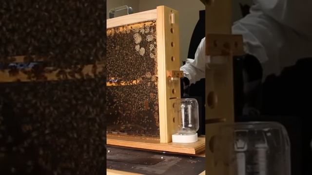 Откуда пчелы знают, куда лететь смотреть онлайн