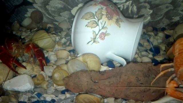 #Аквариум#Раки# Калифорнийские аквариумные раки# Обзор# смотреть онлайн