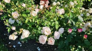 Роза Дездемона, Desdemona (Auskindling)David Austin , 2015 Английские розы