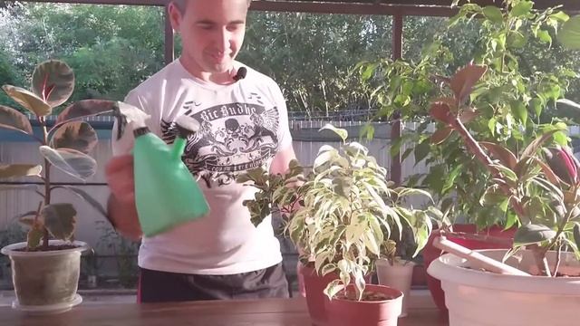 Как поливать фикус в летнее время смотреть онлайн