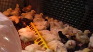 Первые дни жизни цыплят. Кормление, пропой. содержание цыплят в клетке.