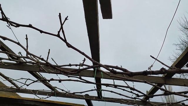 Весенние работы. Открытие и обработка винограда. 14 апреля 2022 года. смотреть онлайн