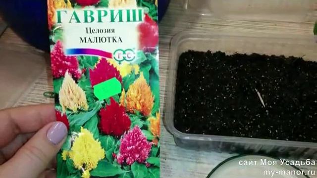 СЕЕМ ПЕТУНИЮ И ЦЕЛОЗИЮ НА РАССАДУ смотреть онлайн