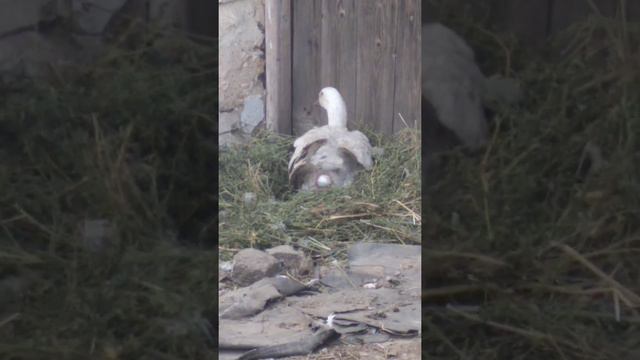 Как с гусыни мамут выходит яйцо !!! Несётся ! смотреть онлайн